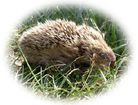 Hedgehog malvern vignette small